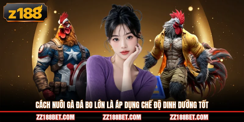 Cách nuôi gà đá bo lớn là áp dụng chế độ dinh dưỡng tốt