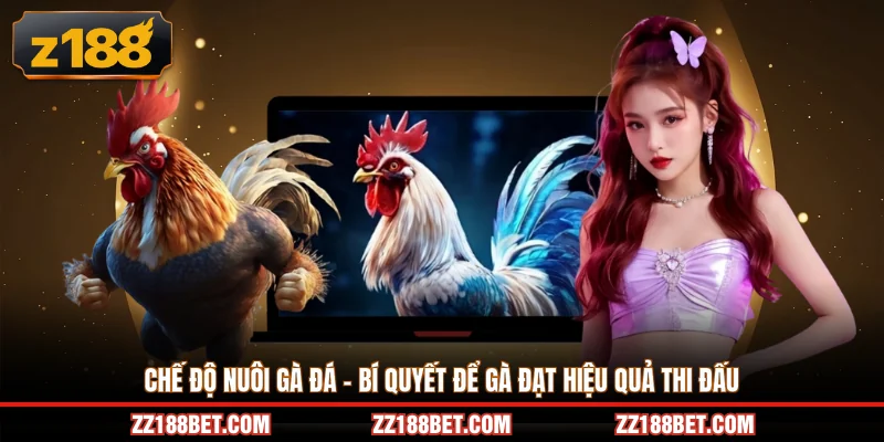 chế độ nuôi gà đá