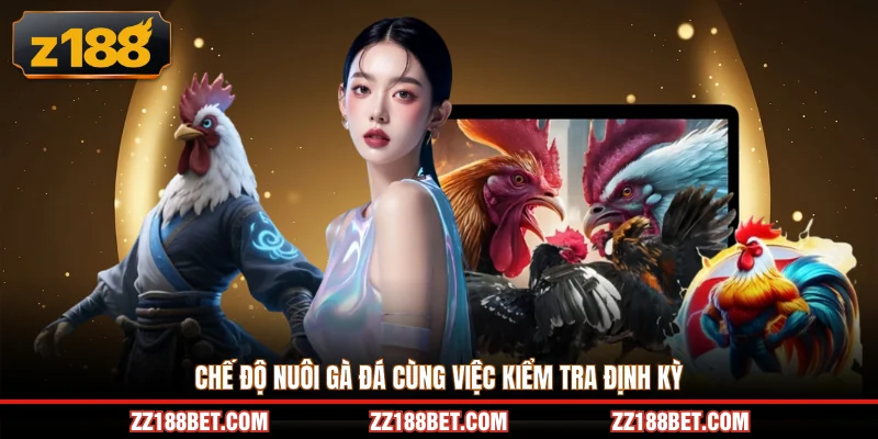 Chế độ nuôi gà đá cùng việc kiểm tra định kỳ