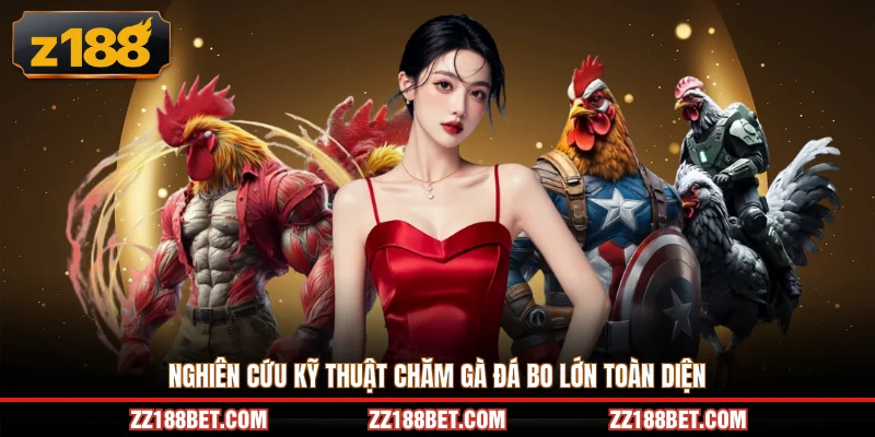 Nghiên cứu kỹ thuật chăm gà đá bo lớn toàn diện