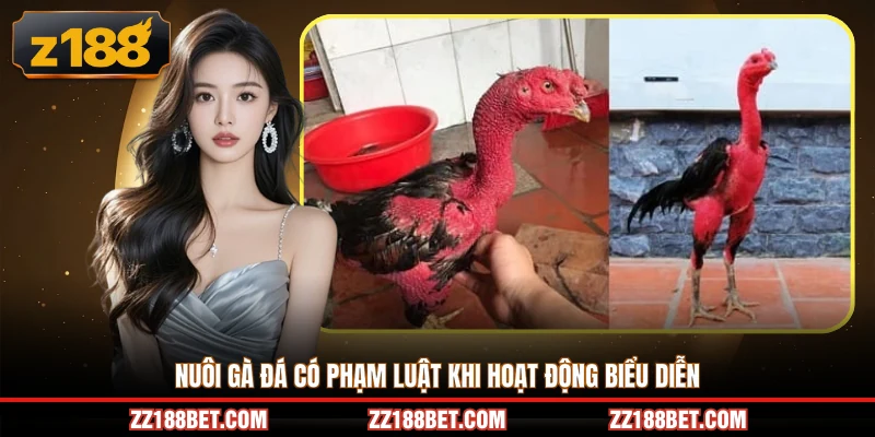 Nuôi gà đá có phạm luật khi hoạt động biểu diễn