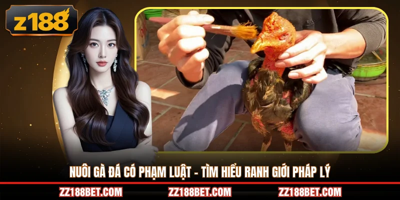 nuôi gà đá có phạm luật
