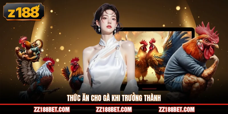 Thức ăn cho gà khi trưởng thành