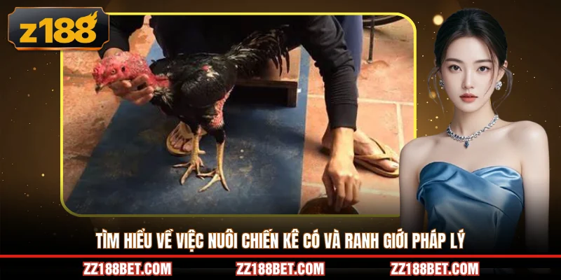 Tìm hiểu về việc nuôi chiến kê có và ranh giới pháp lý