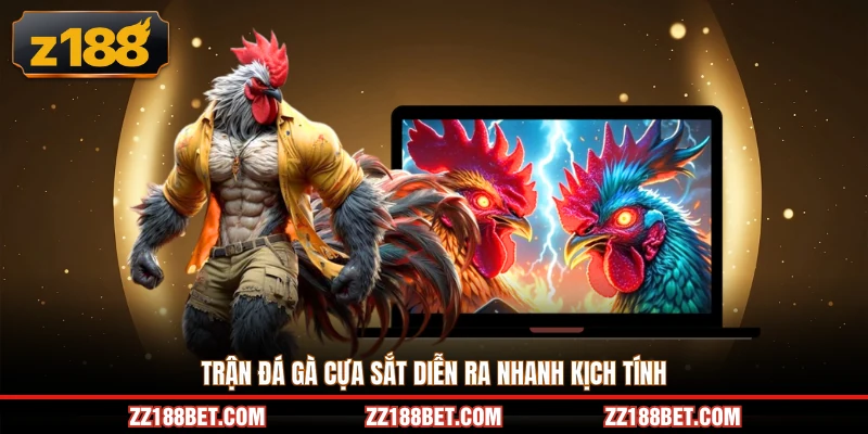 Trận đá gà cựa sắt diễn ra nhanh kịch tính