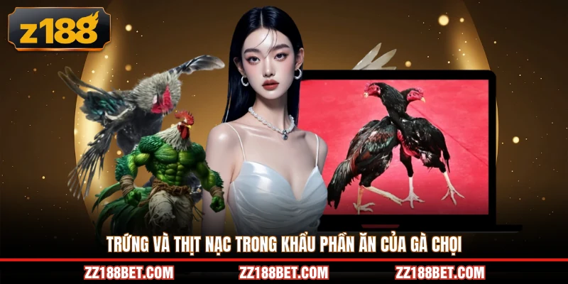 Trứng và thịt nạc trong khẩu phần ăn của gà chọi
